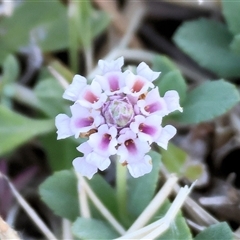 Phyla canescens at Wodonga, VIC - 25 Jan 2025 by KylieWaldon