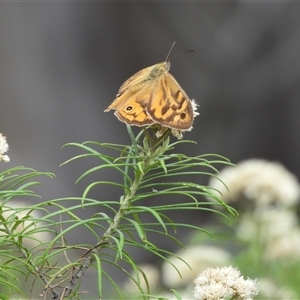 Heteronympha merope at Jerrabomberra, NSW - 26 Jan 2025 10:33 AM