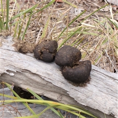 Vombatus ursinus (Common wombat, Bare-nosed Wombat) at Gundaroo, NSW - 26 Jan 2025 by ConBoekel