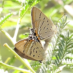 Jalmenus ictinus (Stencilled Hairstreak) at Gundaroo, NSW - 26 Jan 2025 by ConBoekel