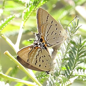 Jalmenus ictinus (Stencilled Hairstreak) at Gundaroo, NSW by ConBoekel