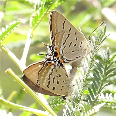 Jalmenus ictinus (Stencilled Hairstreak) at Gundaroo, NSW - 26 Jan 2025 by ConBoekel