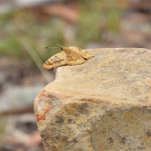 Netrocoryne repanda (Bronze Flat) at Jerrabomberra, NSW by DavidDedenczuk