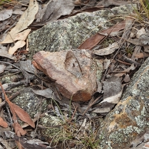 Geitoneura klugii (Marbled Xenica) at Jerrabomberra, NSW by DavidDedenczuk