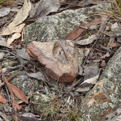 Geitoneura klugii (Marbled Xenica) at Jerrabomberra, NSW - 26 Jan 2025 by DavidDedenczuk