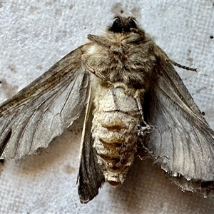 Agrotis infusa at Fyshwick, ACT by KMcCue