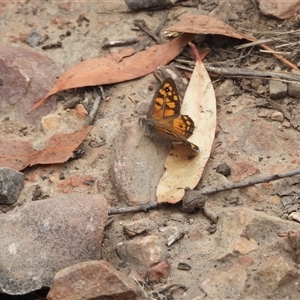 Geitoneura klugii (Marbled Xenica) at Jerrabomberra, NSW by DavidDedenczuk