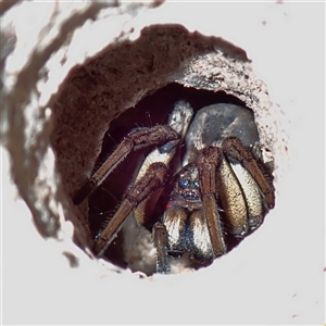 Lycosidae (family) at Chisholm, ACT by RomanSoroka