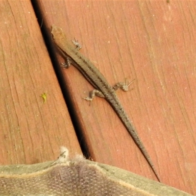 Lampropholis guichenoti (Common Garden Skink) at Aranda, ACT - 20 Jan 2025 by KMcCue