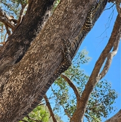 Varanus varius (Lace Monitor) at Bookham, NSW - 26 Jan 2025 by Bidge