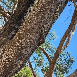 Varanus varius at Bookham, NSW by Bidge