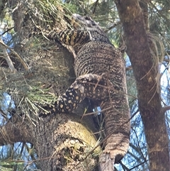 Varanus varius at Burrinjuck, NSW - 28 Jan 2025 by Bidge