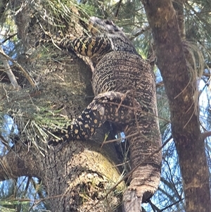 Varanus varius at Burrinjuck, NSW by Bidge