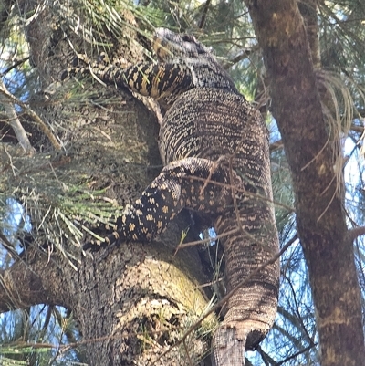 Varanus varius (Lace Monitor) at Burrinjuck, NSW - 28 Jan 2025 by Bidge