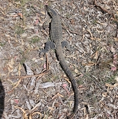 Varanus varius (Lace Monitor) at Bookham, NSW - 28 Jan 2025 by Bidge