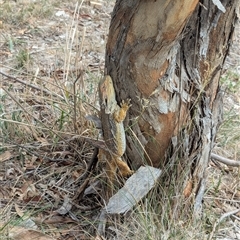 Pogona barbata (Eastern Bearded Dragon) at Forde, ACT - 27 Jan 2025 by RobynHall