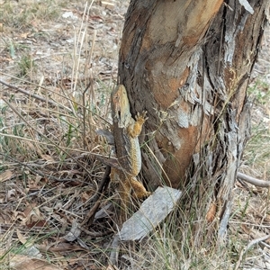 Pogona barbata (Eastern Bearded Dragon) at Forde, ACT by RobynHall