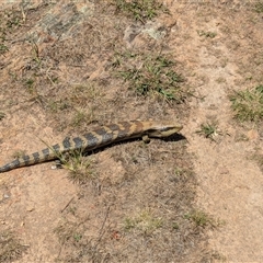 Tiliqua scincoides scincoides (Eastern Blue-tongue) at Bonner, ACT - 27 Jan 2025 by RobynHall