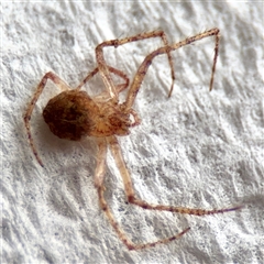 Thomisidae (family) at Surf Beach, NSW - 27 Jan 2025 by Hejor1