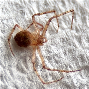 Thomisidae (family) at Surf Beach, NSW by Hejor1