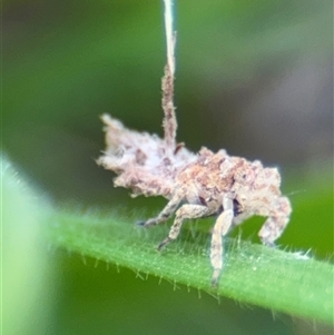 Fulgoroidea sp. (superfamily) (Unidentified fulgoroid planthopper) at Parkes, ACT by Hejor1