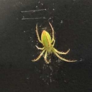 Araneus talipedatus (Slender green orb-weaver) at Braddon, ACT by Hejor1