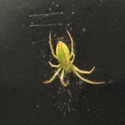 Araneus talipedatus (Slender green orb-weaver) at Braddon, ACT - 28 Jan 2025 by Hejor1