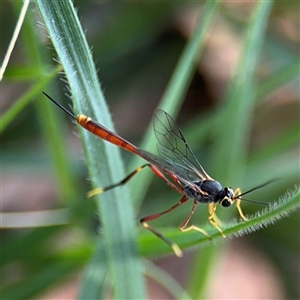 Ichneumonidae (family) at Russell, ACT by Hejor1