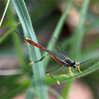 Ichneumonidae (family) at Russell, ACT - 28 Jan 2025 by Hejor1