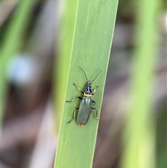 Chauliognathus lugubris (Plague Soldier Beetle) at Russell, ACT - 28 Jan 2025 by Hejor1