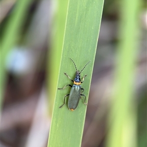 Chauliognathus lugubris (Plague Soldier Beetle) at Russell, ACT by Hejor1