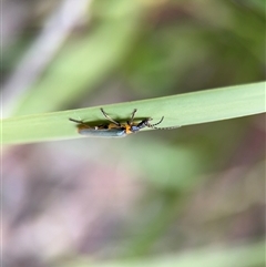 Chauliognathus lugubris at Russell, ACT - 28 Jan 2025 04:33 PM