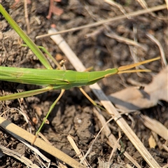 Acrida conica (Giant green slantface) at Russell, ACT - 28 Jan 2025 by Hejor1