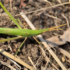 Acrida conica at Russell, ACT - 28 Jan 2025 04:34 PM