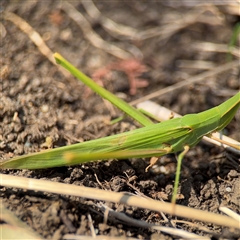 Acrida conica at Russell, ACT - 28 Jan 2025 04:34 PM