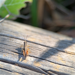 Phaulacridium vittatum at Russell, ACT by Hejor1