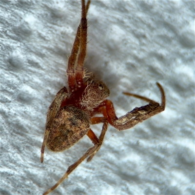 Araneinae (subfamily) at Surf Beach, NSW - 26 Jan 2025 by Hejor1