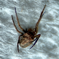 Araneinae (subfamily) at Surf Beach, NSW - 27 Jan 2025 by Hejor1