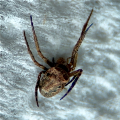 Araneinae (subfamily) at Surf Beach, NSW - 26 Jan 2025 by Hejor1