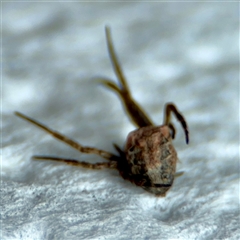 Araneus eburnus at Surf Beach, NSW - 27 Jan 2025 10:02 AM