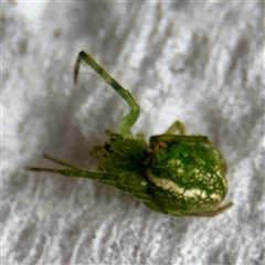 Araneus sp. (genus) (Orb weaver) at Surf Beach, NSW - 26 Jan 2025 by Hejor1