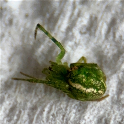 Araneus sp. (genus) (Orb weaver) at Surf Beach, NSW - 27 Jan 2025 by Hejor1