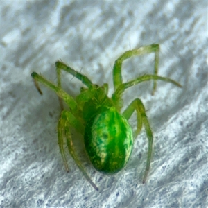 Thomisidae (family) at Surf Beach, NSW by Hejor1