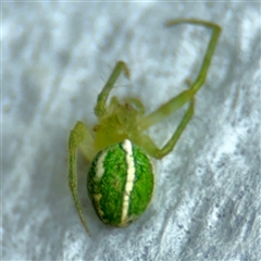 Araneus ginninderranus (Dondale's Orb-weaver) at Surf Beach, NSW - 27 Jan 2025 by Hejor1