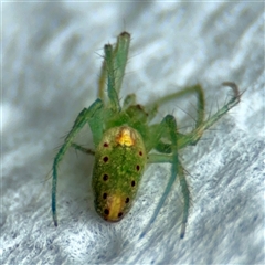 Araneus talipedatus (Slender green orb-weaver) at Surf Beach, NSW - 27 Jan 2025 by Hejor1