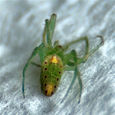 Araneus talipedatus (Slender green orb-weaver) at Surf Beach, NSW - 27 Jan 2025 by Hejor1