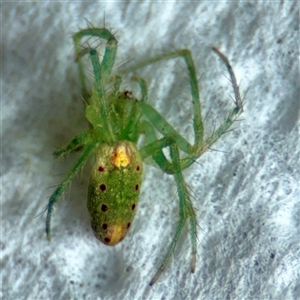 Araneus talipedatus at Surf Beach, NSW - 27 Jan 2025 09:55 AM