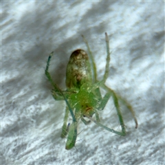 Araneus talipedatus at Surf Beach, NSW - 27 Jan 2025 09:55 AM