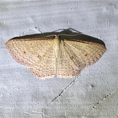 Epicyme rubropunctaria (Red-spotted Delicate) at Ainslie, ACT - 7 Nov 2024 by Pirom