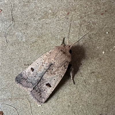 Proteuxoa hypochalchis (Black-bar Noctuid) at Ainslie, ACT - 2 Nov 2024 by Pirom